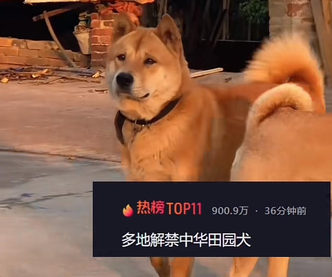 中华田园犬在城里终于有属于自己的家了。明明是最可爱的狗狗，不用吃狗粮，有分寸
