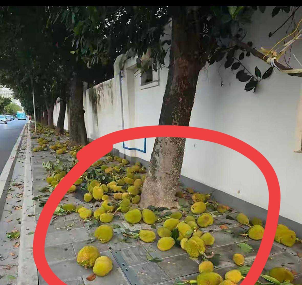 这水果在南方到处都是。。