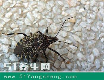 这么臭的东西却是男人的福音, 也是名贵的盘中餐