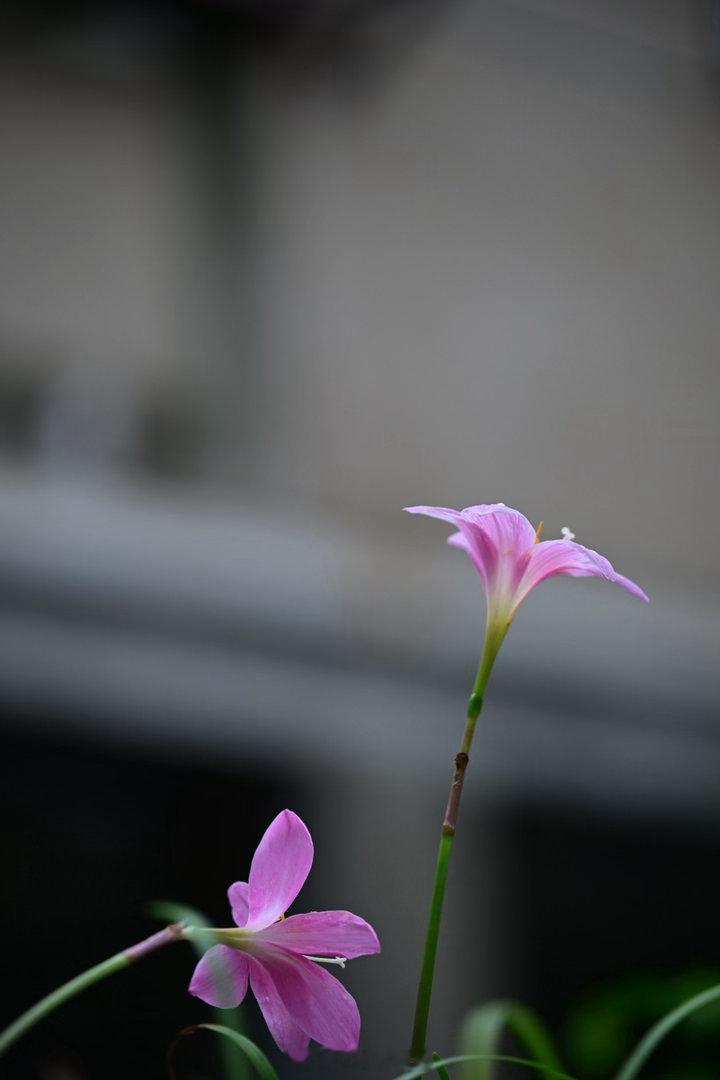 风雨天是属于风雨兰的。植物