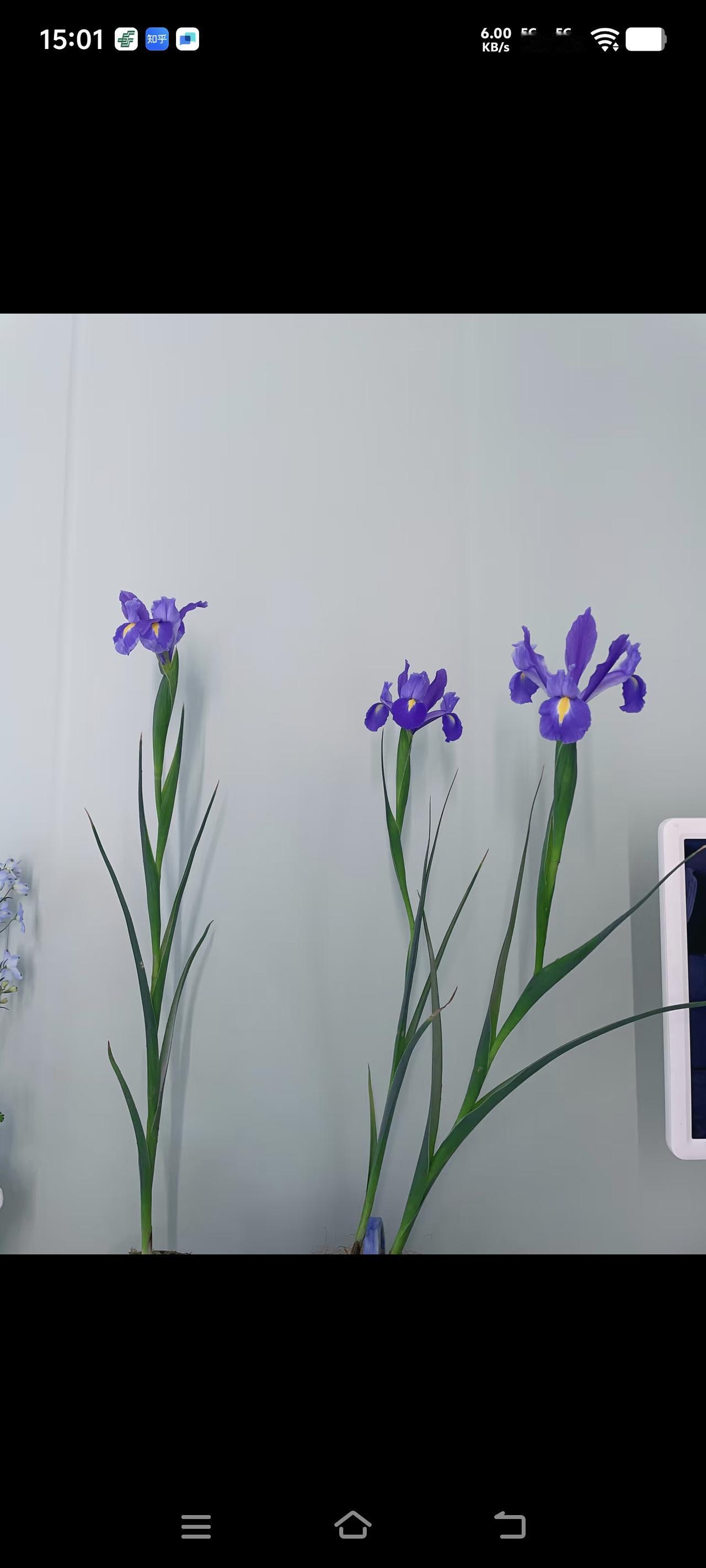 盆栽鸢尾也挺美的，还能拍出高级感，养护也特别的简单，只是比起地栽来说，还要复杂一