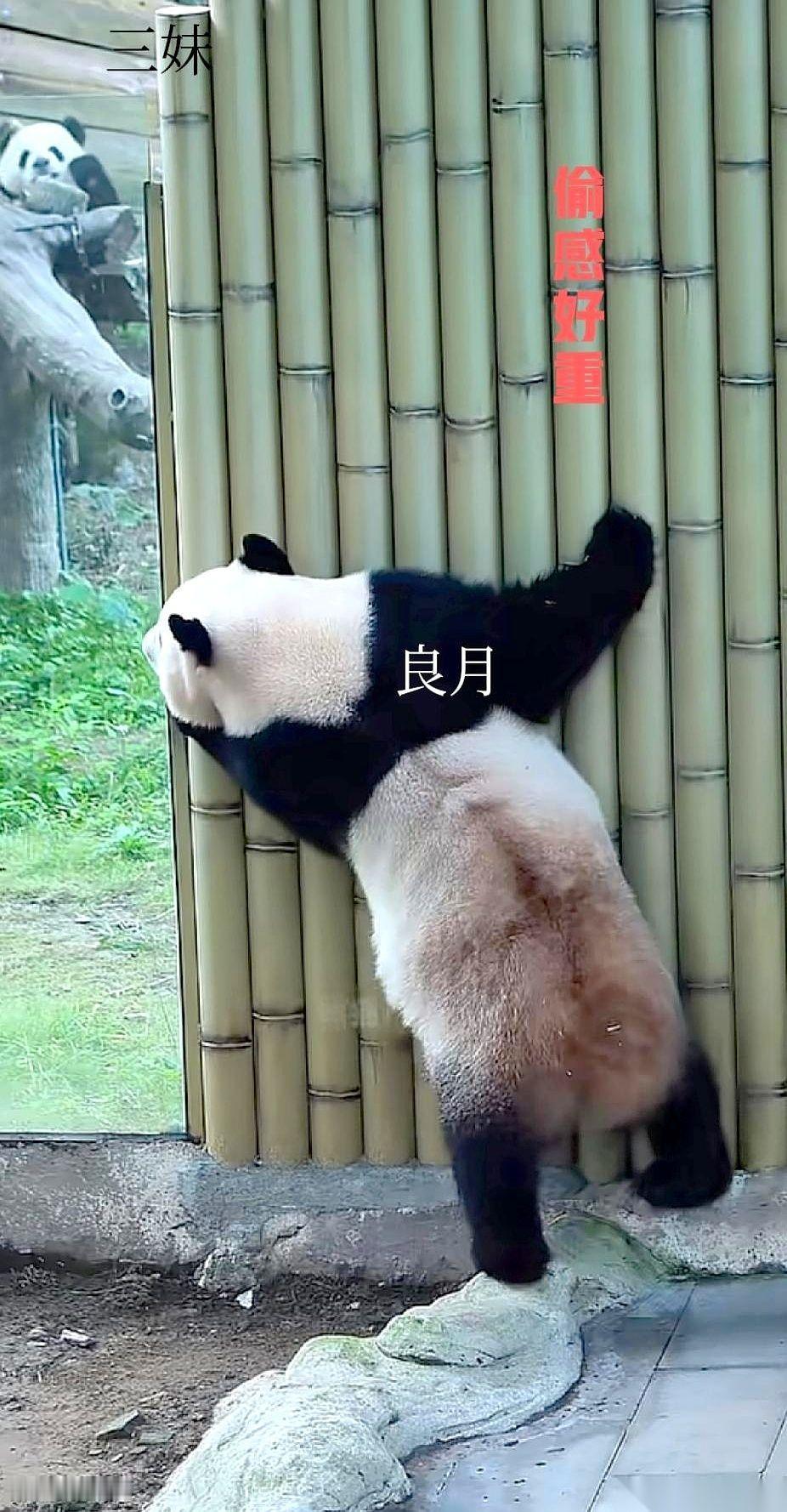 笑死，良月又在“偷崽”了。躲在墙后面，鬼鬼祟祟的，眼珠子都快黏在人家奇三妹身上