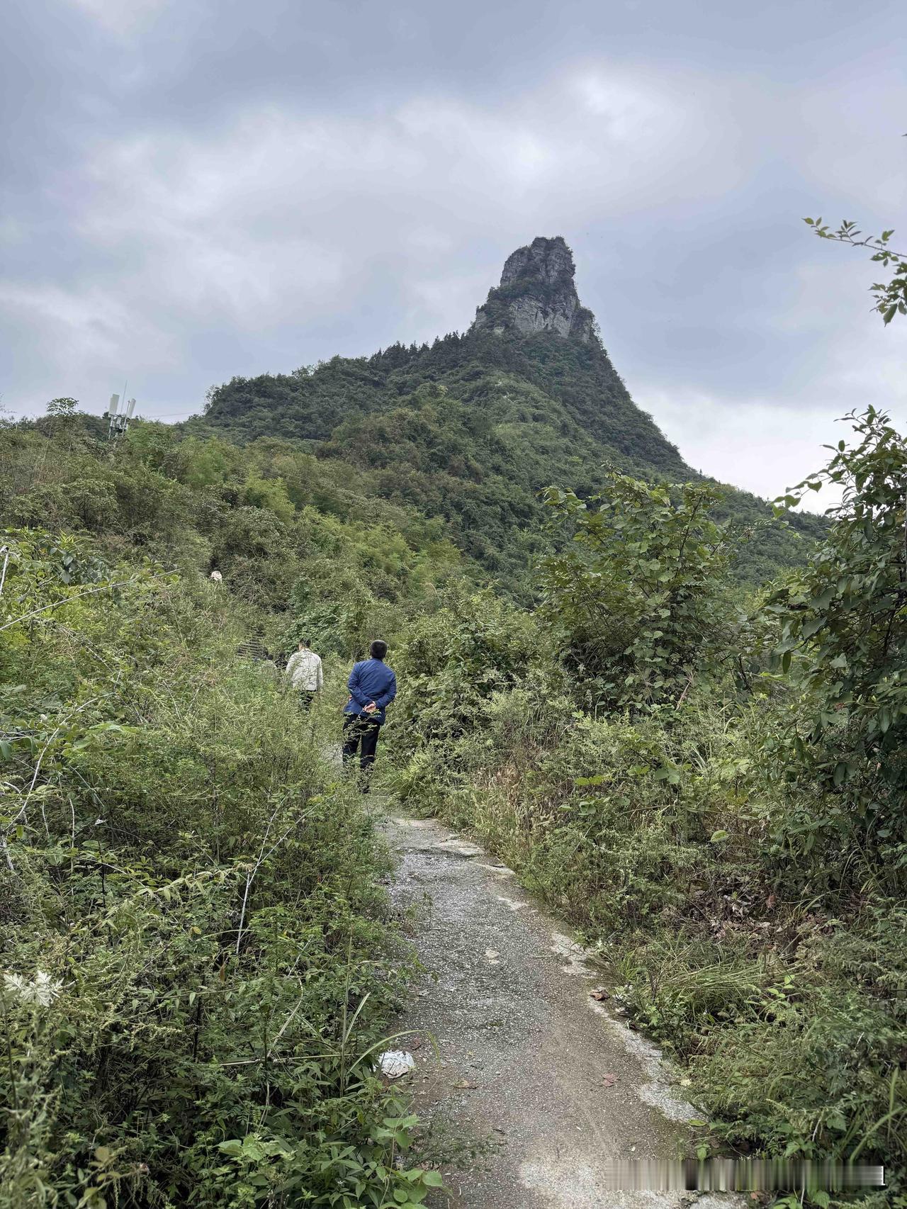 南川五指山站在山底，仰望群山，五指山独具一格。山不算特别高，来回三公里，但是越