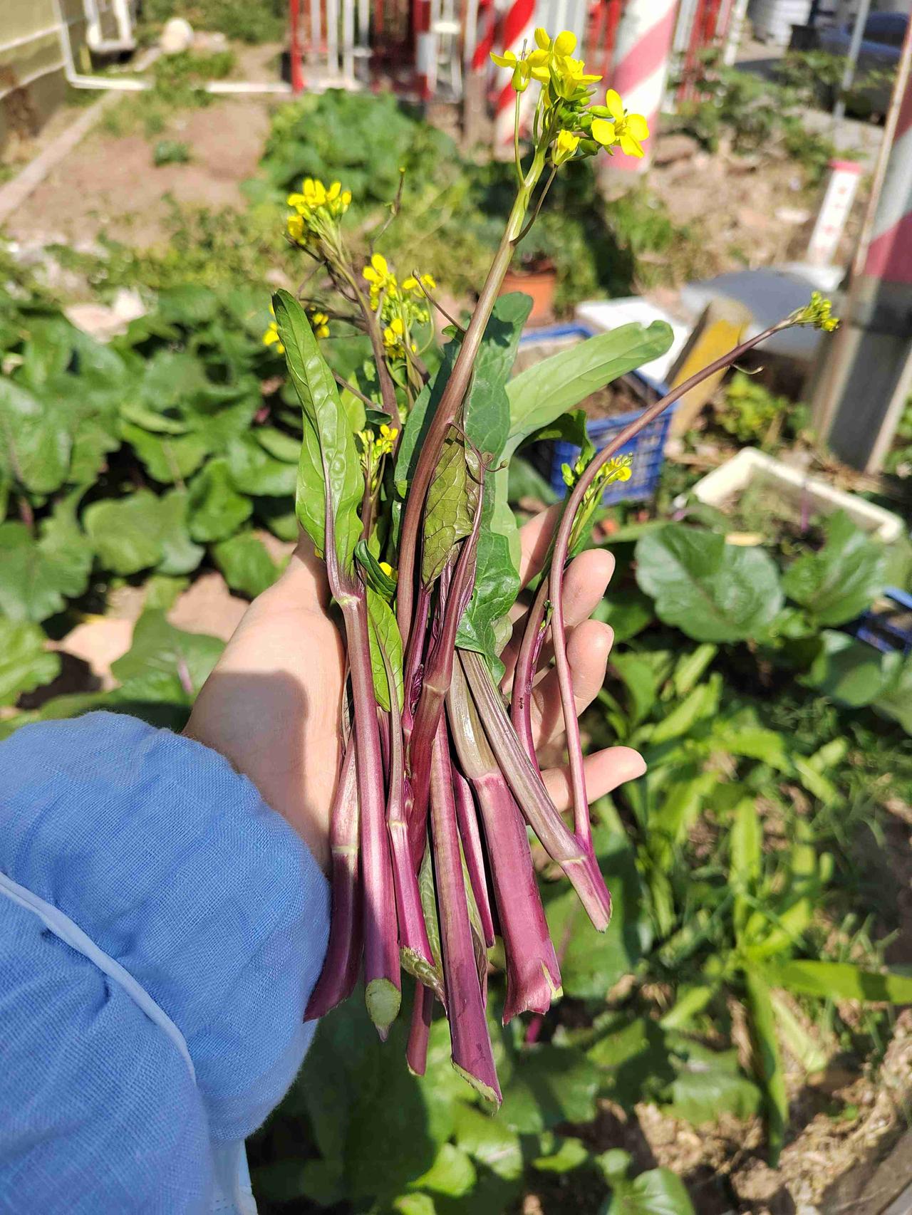 在深圳找一块地开荒种菜，有多爽，今年青菜太贵了，买几块钱红菜苔小苗，种2坪方，一