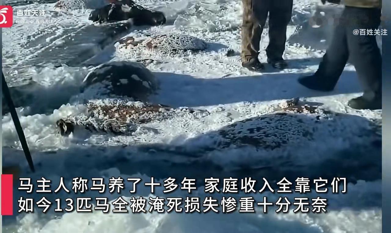 黑龙江水库冰下惊现13匹冰冻马，七旬养殖户损失30万崩溃无奈！12月5日，