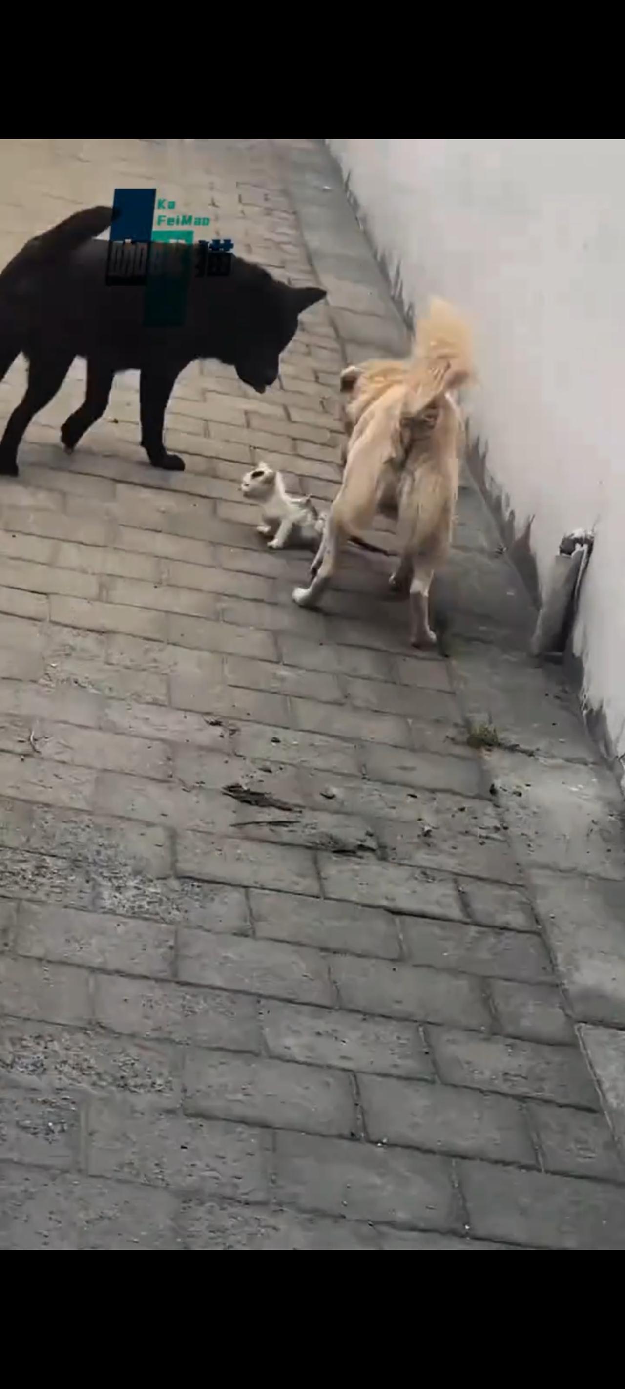 岂有此理，在光天化日之下，两只恶犬竟然欺负一只落单的小猫，正在她们即将洋洋自喜唾