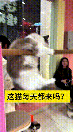 乖乖嘞，带闺女出来吃饭，一眼看见小猫直接挪不动脚啦！一群漂亮小姐姐带着自家布偶