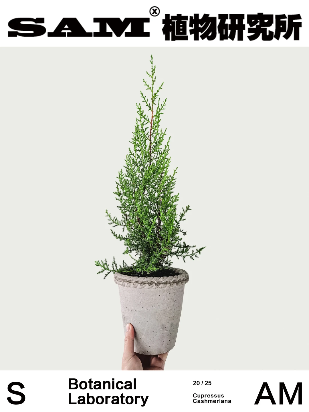 克什米尔柏｜Cupressus Cashmeriana