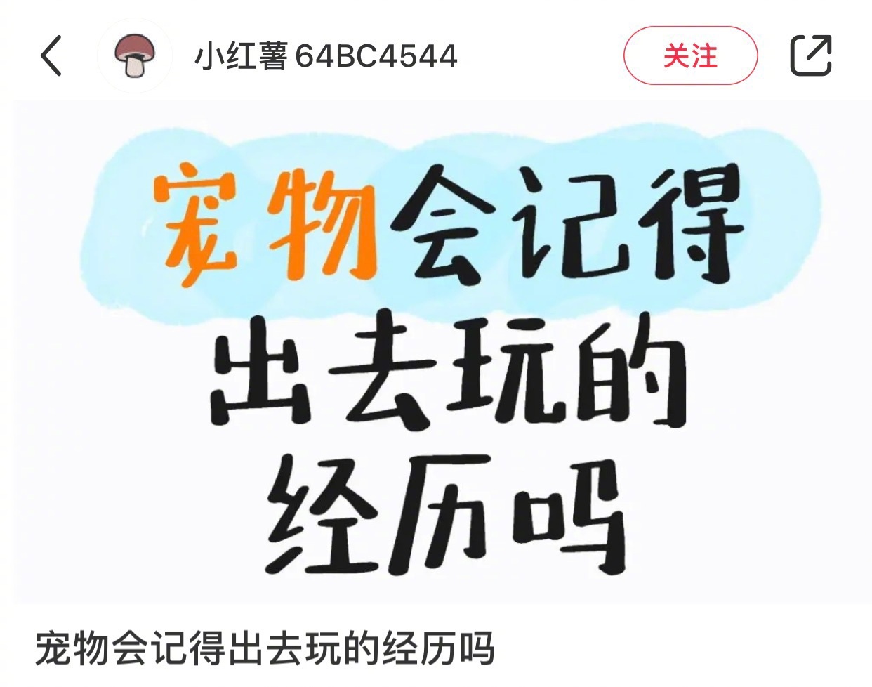 原来小狗小猫都记得你带它们出去玩​​​