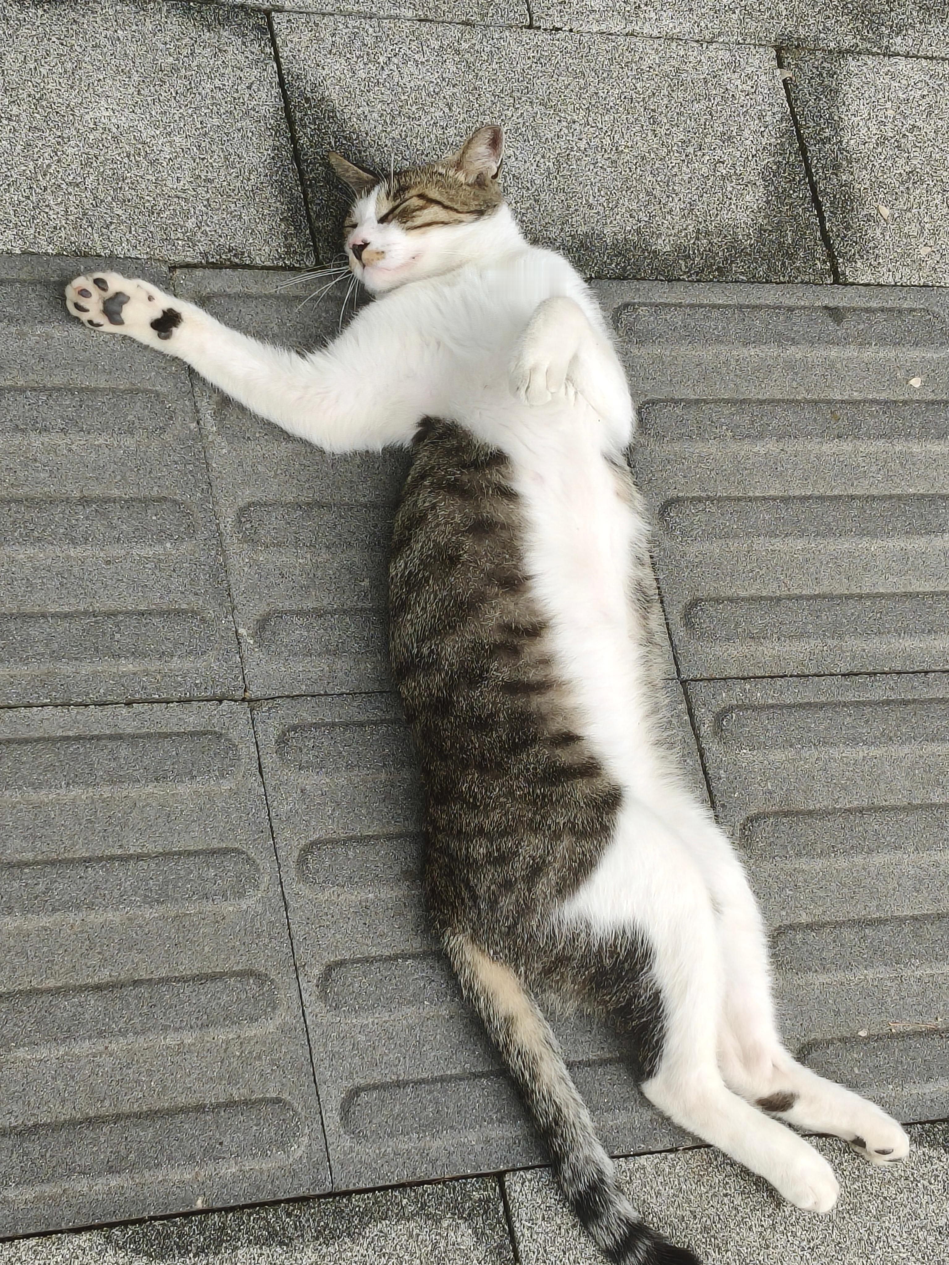 日常小猫小猫你在想什么呢​​​