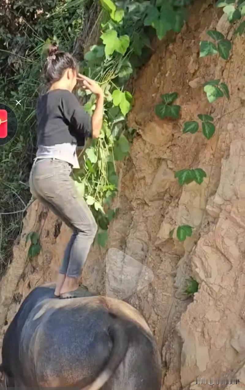 放牛妹一开始站在牛背上伸手去攀抓果子，哪晓得老牛突然走开了，这就把放牛妹悬在了空
