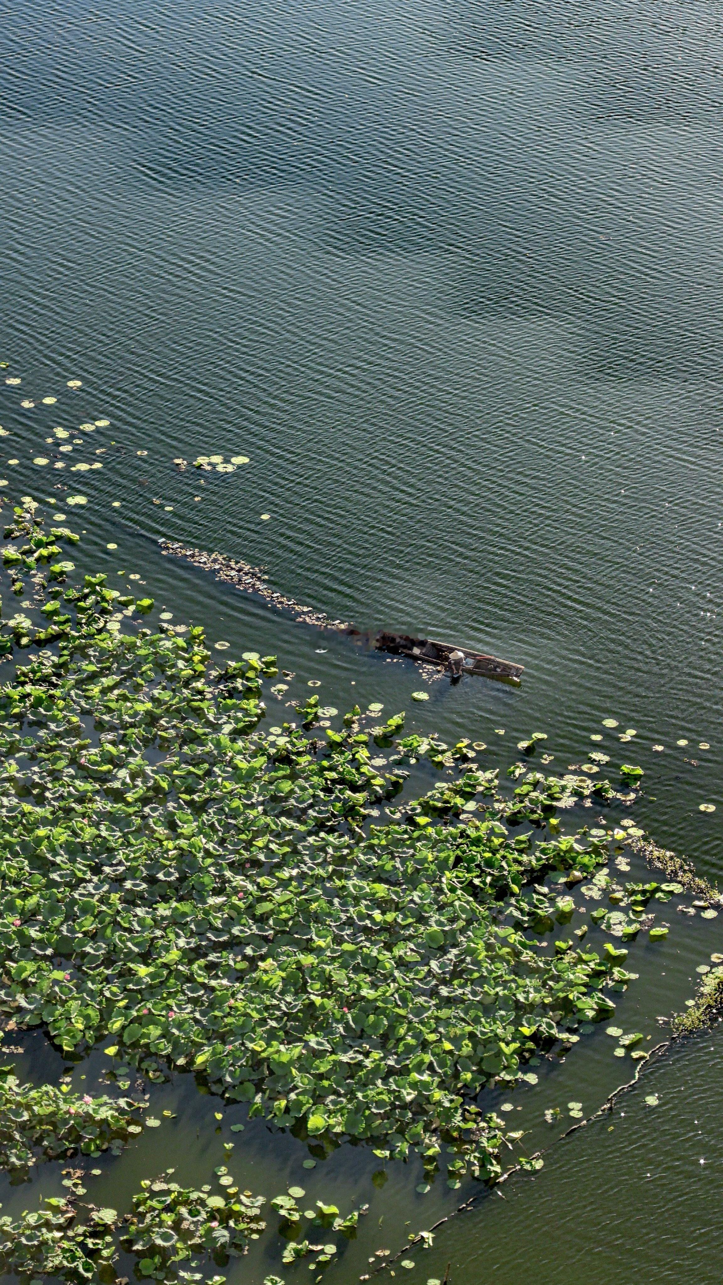 烈日炎炎下，采莲的老人。绍兴