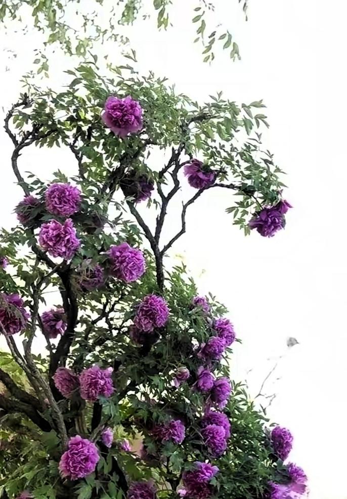 我发现，女人都有个通病。​谈恋爱的时候看那个人哪哪都是优点。话少是低调沉