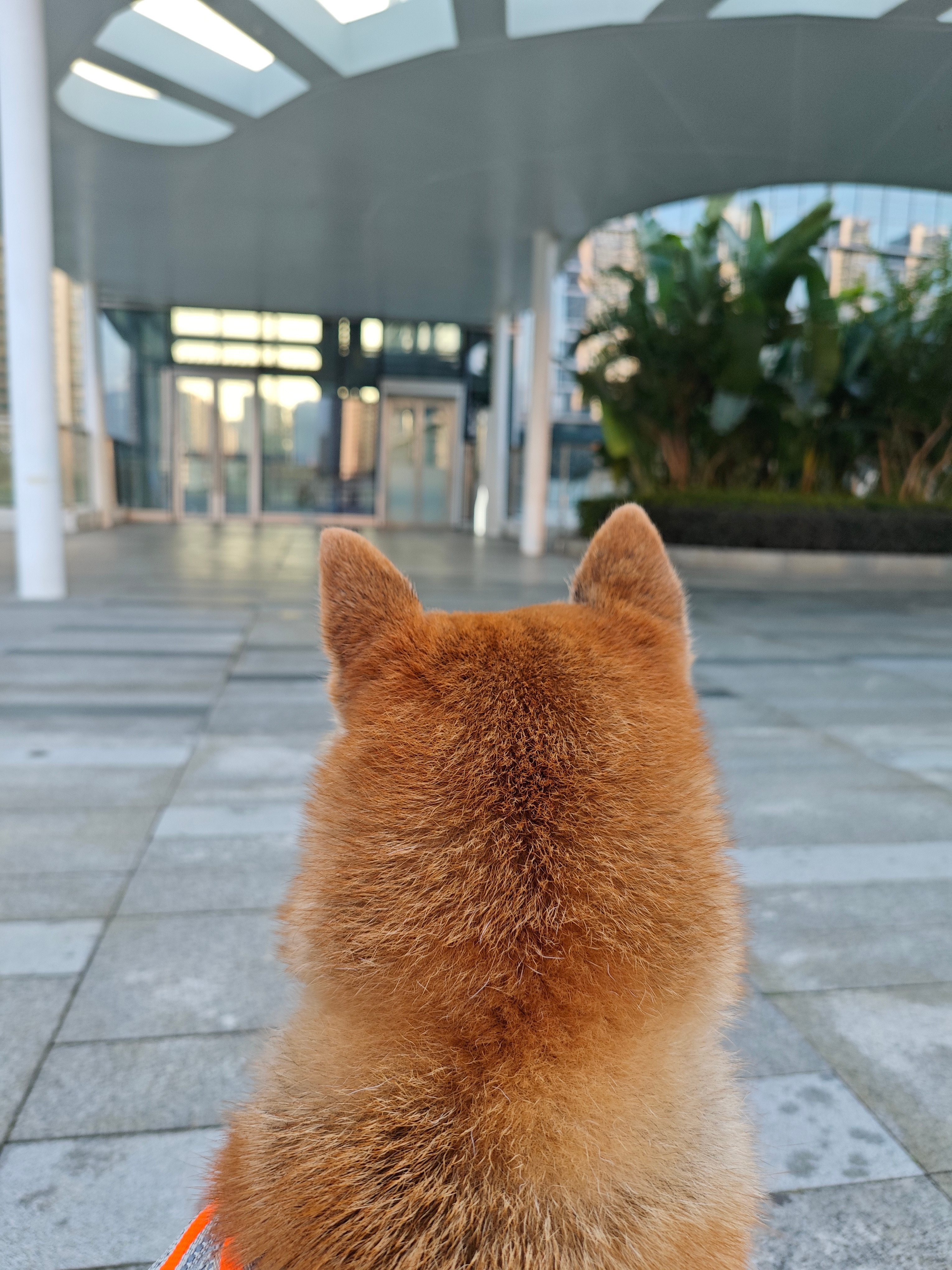 这是在等谁？一直看着电梯口[doge][doge]宠物柴犬​​​