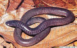 蚓螈（动物们203）蚓螈是两栖纲中一类高度特化、外形似蚯蚓/蛇的动物，为现存