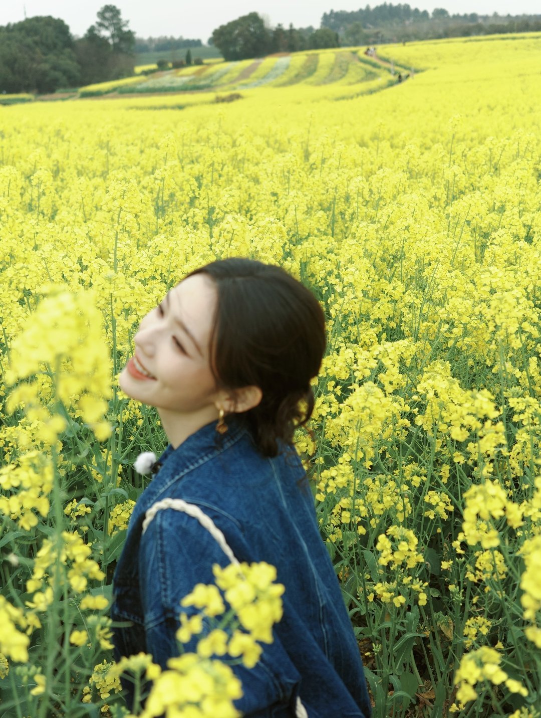 林允春季油菜花田图片～