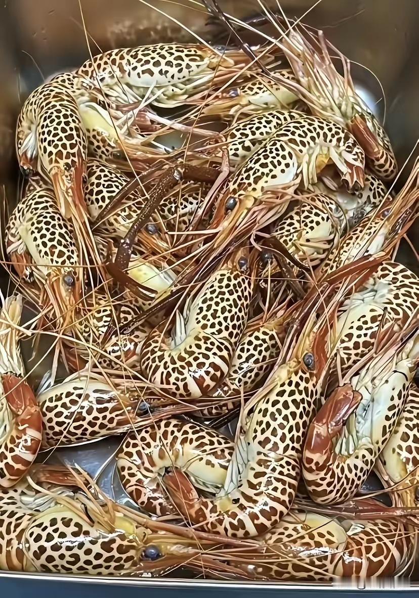 这些物种不要屹，请你冷冻好，用顺风快递递给我，我给你检测一下，千万不要不当回事，