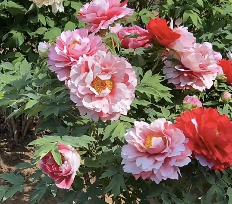 今天是我女儿的生日，我要送女儿生日礼物，女儿说：“妈妈，今天我过生日，应该是我送