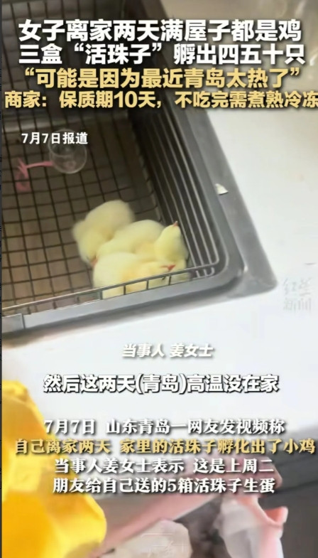 这么神奇！山东青岛，女子离家两天，回来后惊呆了！满屋子窜着四五十只小鸡！原来她临