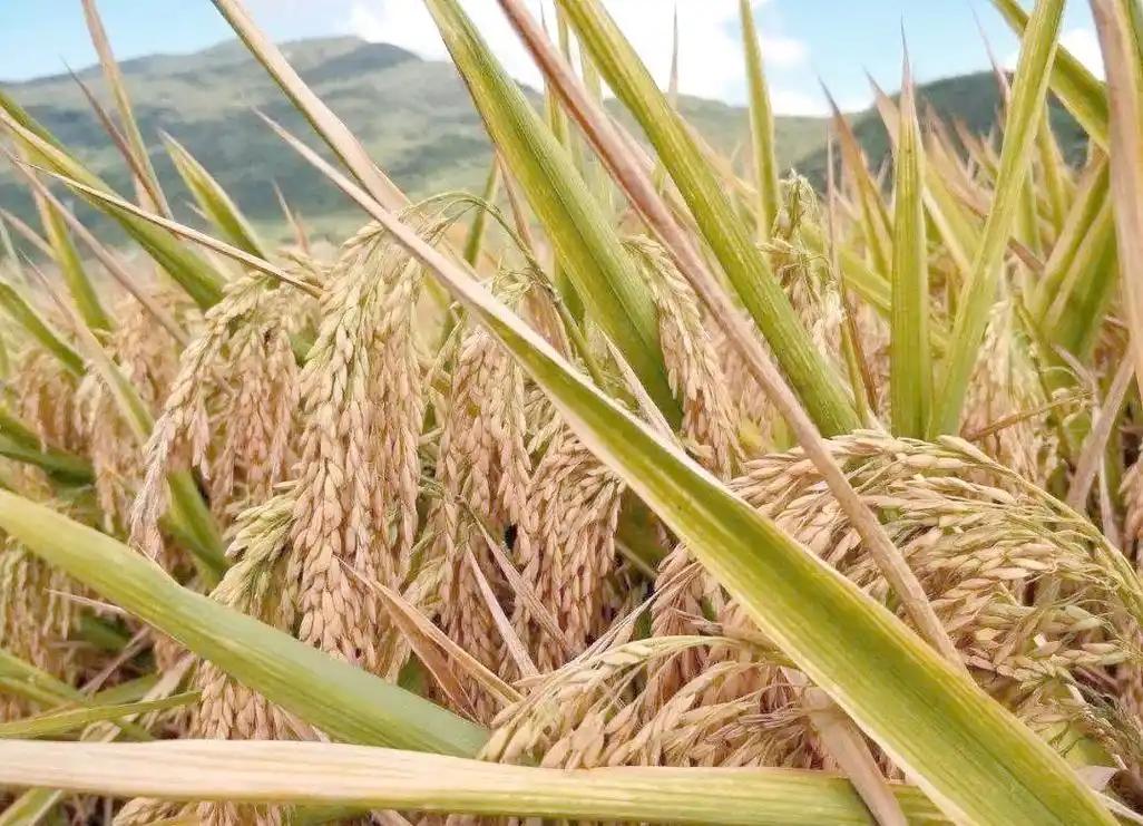 以为农业间谍只偷种子？大错特错！这场无硝烟的战争早已渗透到我们生活的方方面面，从