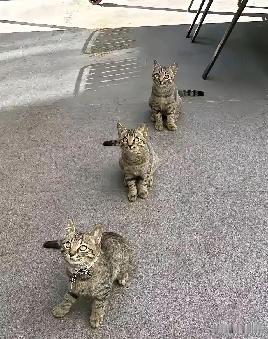 早上去包子铺买包子，那天人很多，其中还有三只狸花猫在前面排队，我很好奇，就问旁边