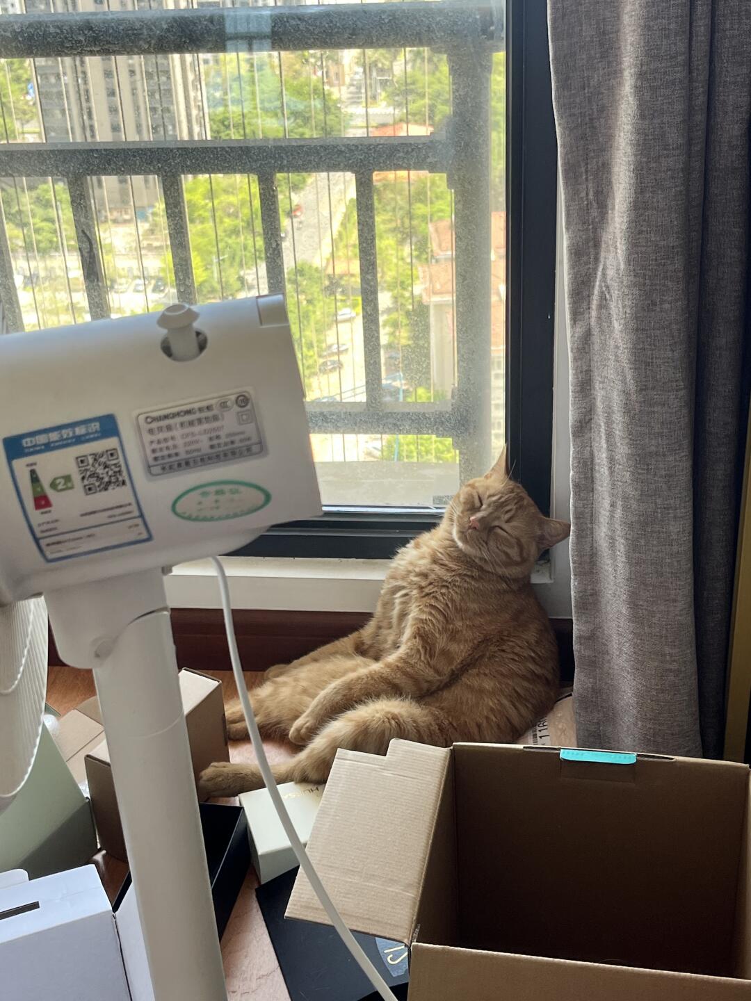 夏日午后的眯瞪小猫🐱