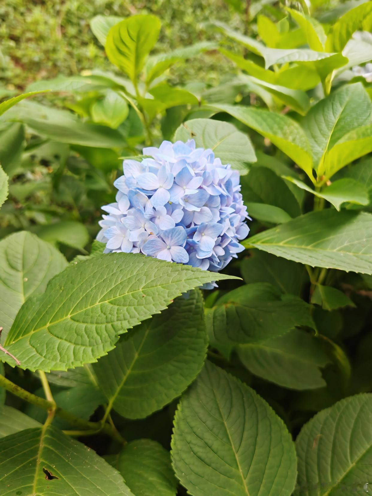 五彩绣球盛放，邂逅盛夏浪漫～寻美河南