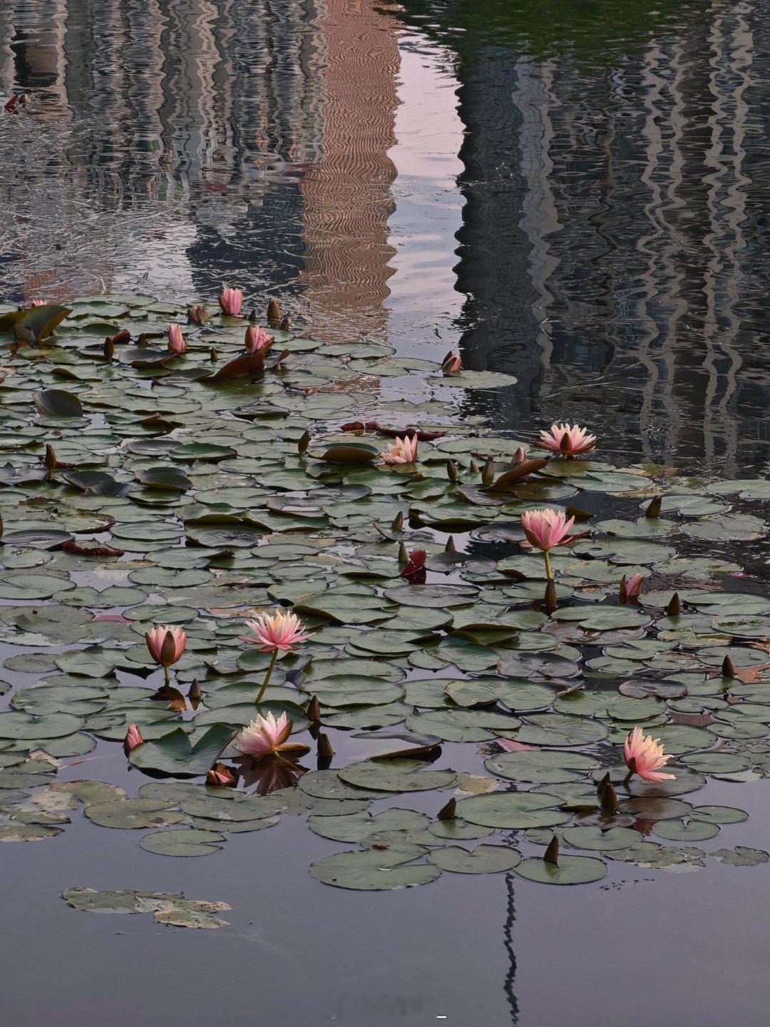 武汉这生态也太好了城里面的小湿地公园吃完饭在这散步不要太惬意这块被称之为过气的富