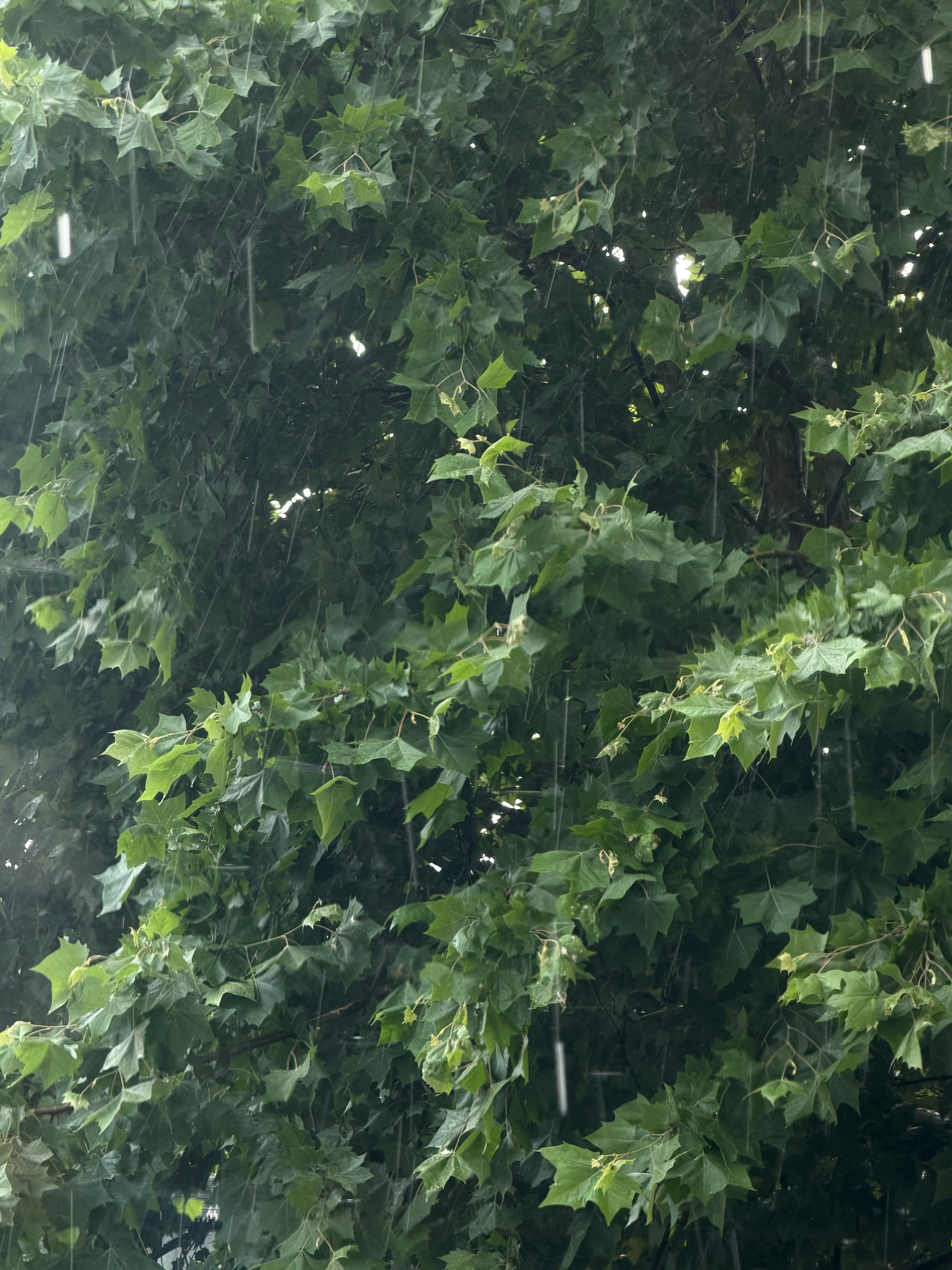 天气预报：☁️现在突然下起了🌦️武汉