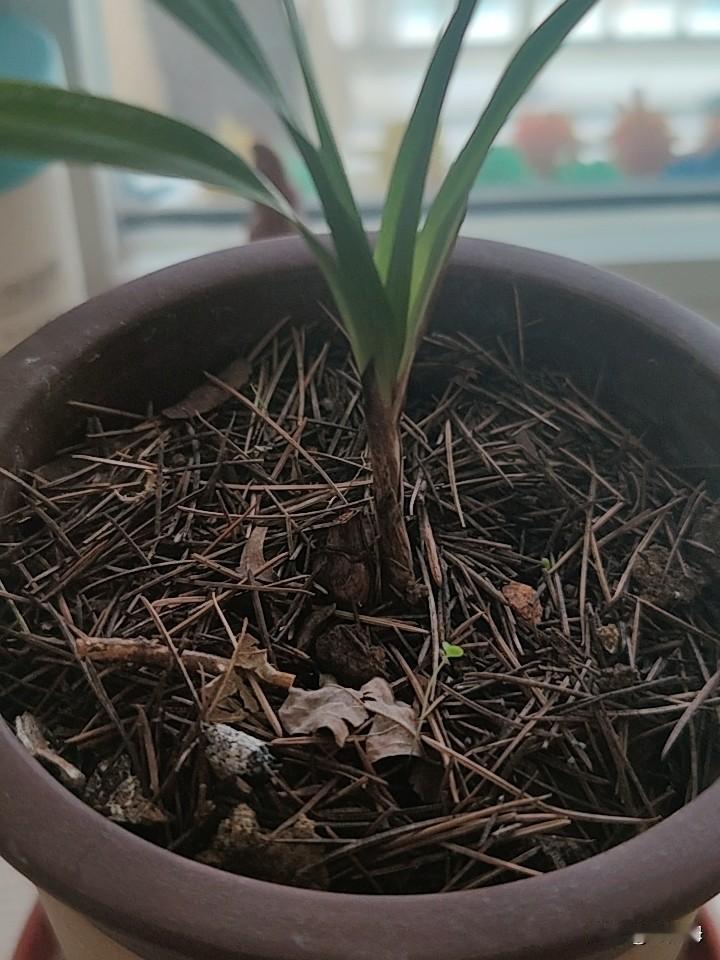 夏天养兰花是真心的不好养啊！前几天还好好的2苗兰花，转眼间就只剩下一个今年新