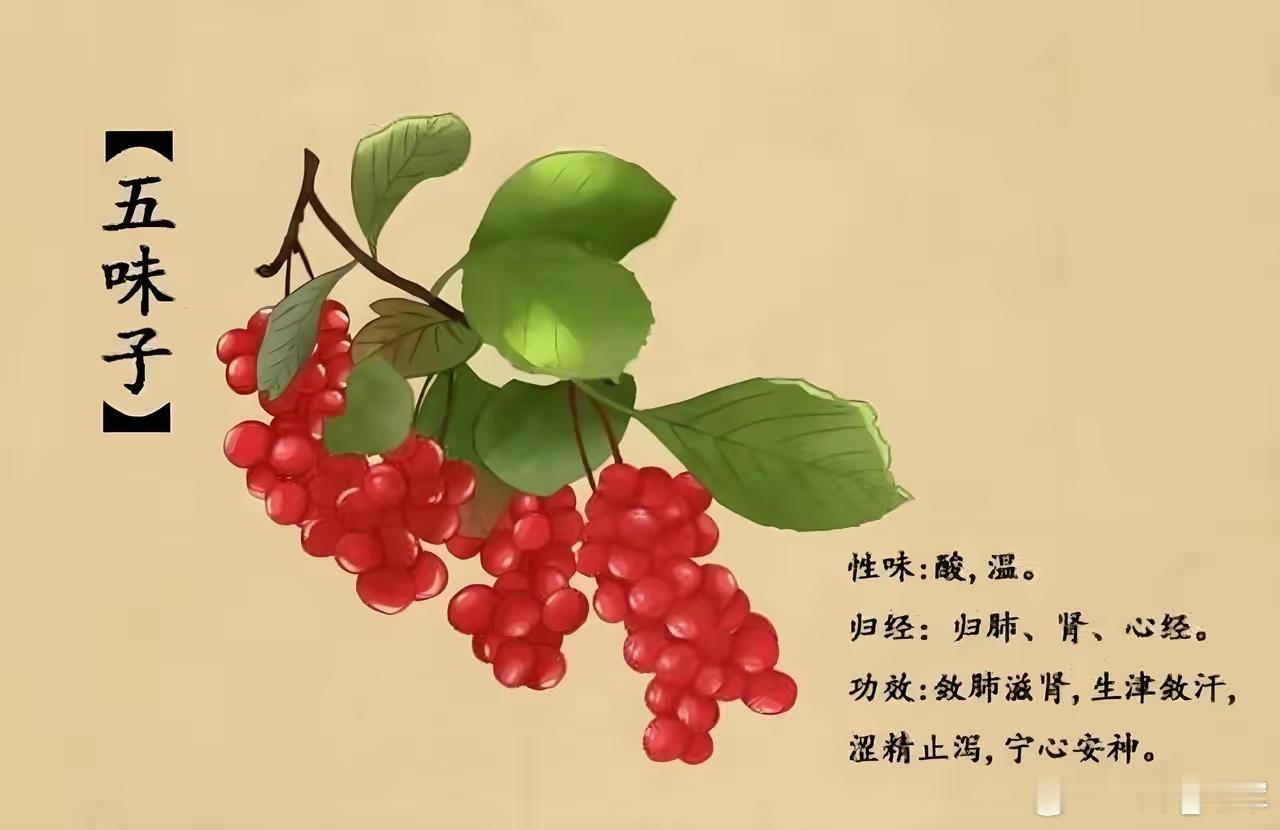 浅论中药五味子：一药具五味，五脏皆可养​​顾名思义，五味子集齐了酸甜苦辣咸五种味