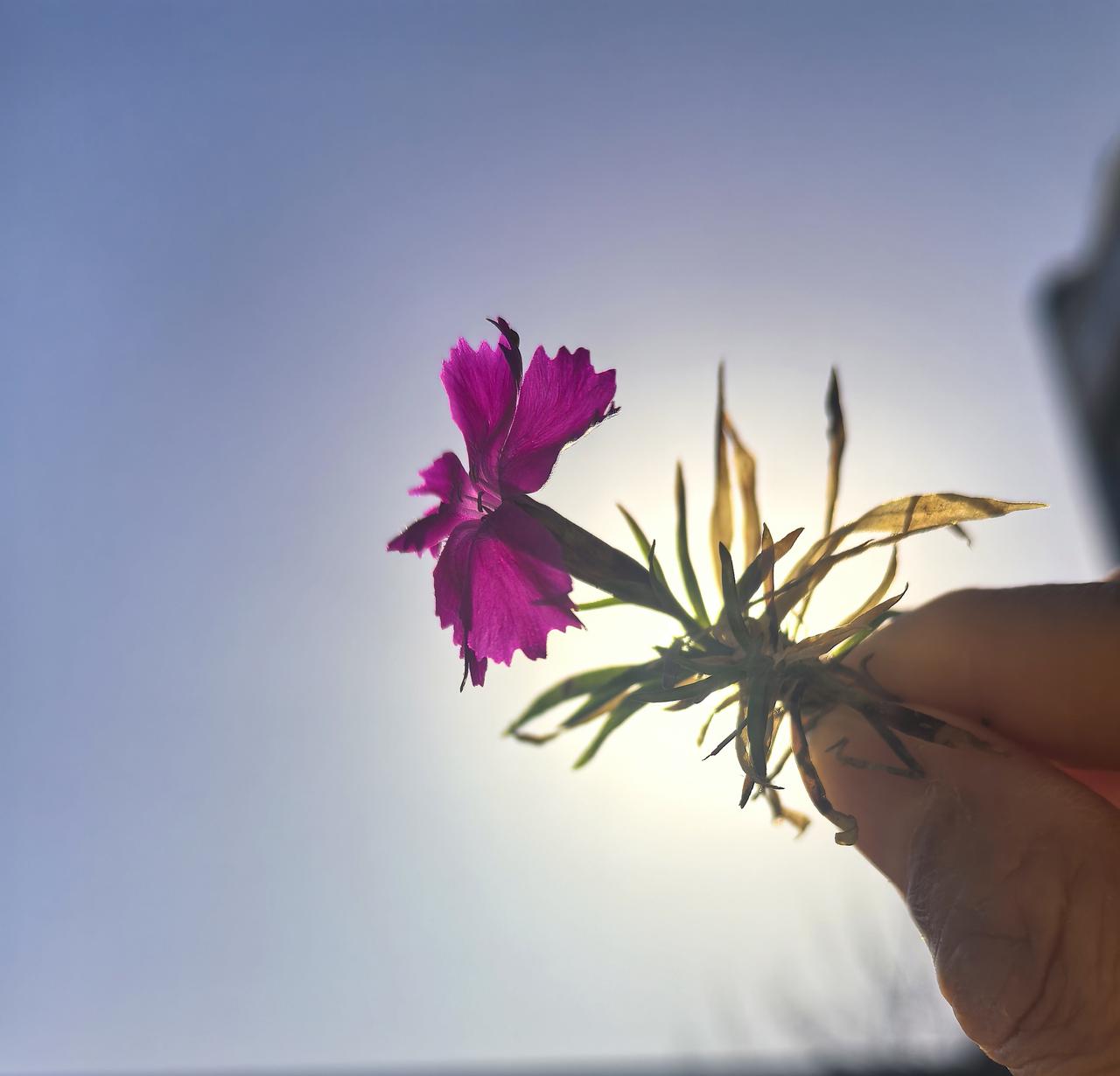 晒图笔记大赛天气不错哦！晴朗的天气，天空也是美好的！仰望风景，花花、叶叶、树树都