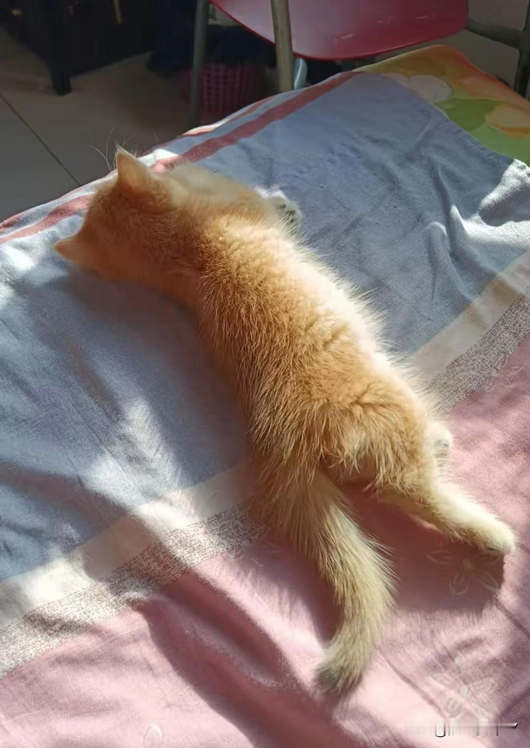 愁坏了！花1200买的金渐层幼猫拉稀加重，网友急寻妙招网友最近愁得睡不着—