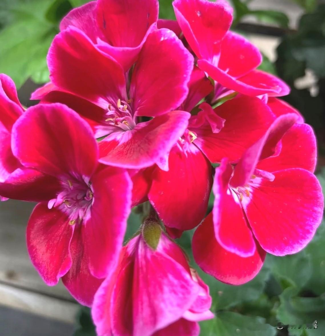 今天分享一组天竺葵花。天竺葵是一种很好种养的品种。天竺葵的花色丰富，在适宜的条