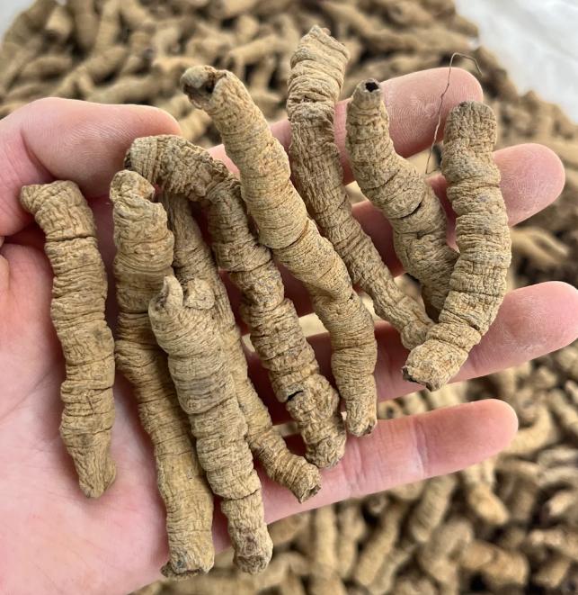 阳痿早泄就怕这一味药！一兴肾阳二通瘀阻三调脏腑，守护男人健康！深知阳痿