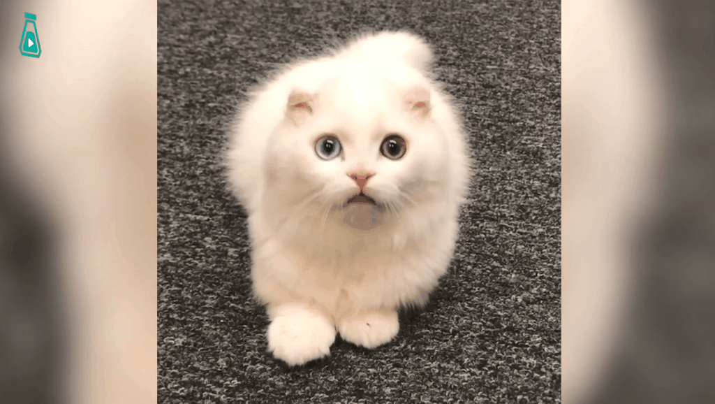 12836400572468435203.jpg?id=0