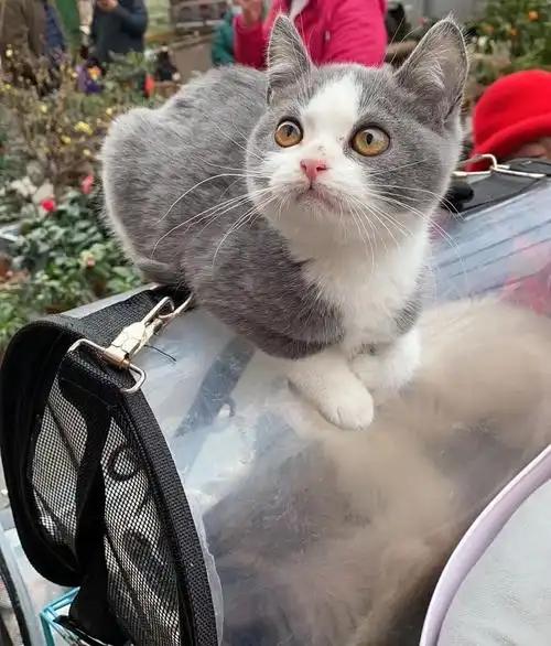 我不养猫，但并不讨厌猫，甚至很佩服猫。最近读了约翰.格雷的《猫的哲学》，对猫咪