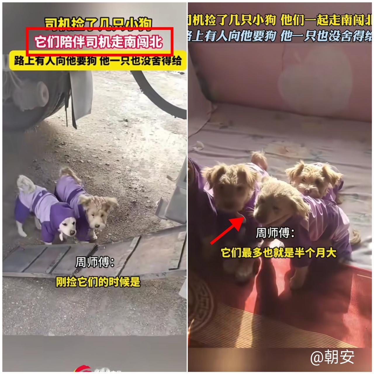 暖到心窝里！山东烟台货车司机捡回一窝半个月大的奶狗，怕它们被车碾死，愣是掰开