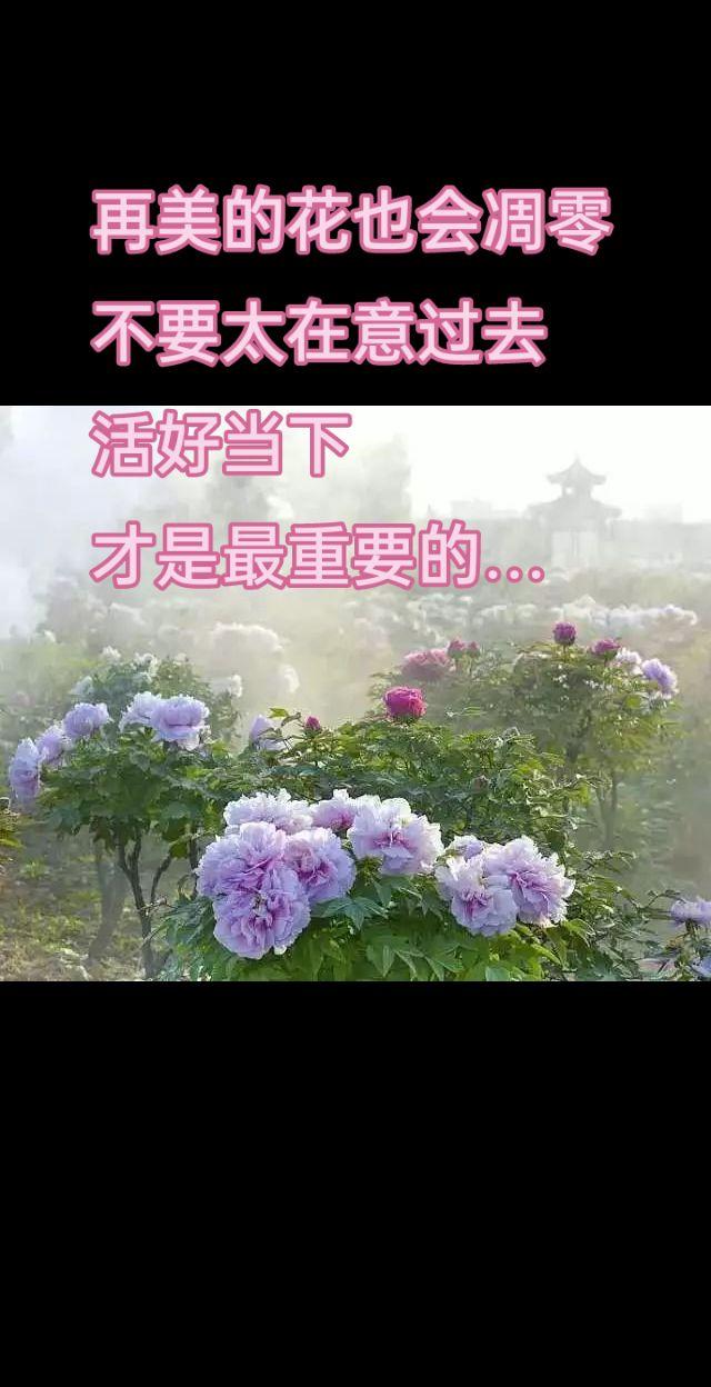 牡丹花国色天香