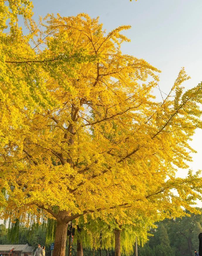 相约在深秋！今年，我和闺闺们早早便约好了一同去看秋。当我们踏入那片秋的世界，眼