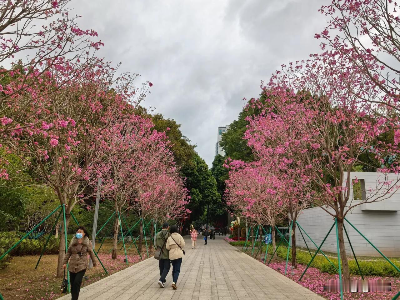 广州文化公园｜紫花风铃木的粉色浪漫实拍广州文化公园的紫花风铃木，在冬日暖阳下