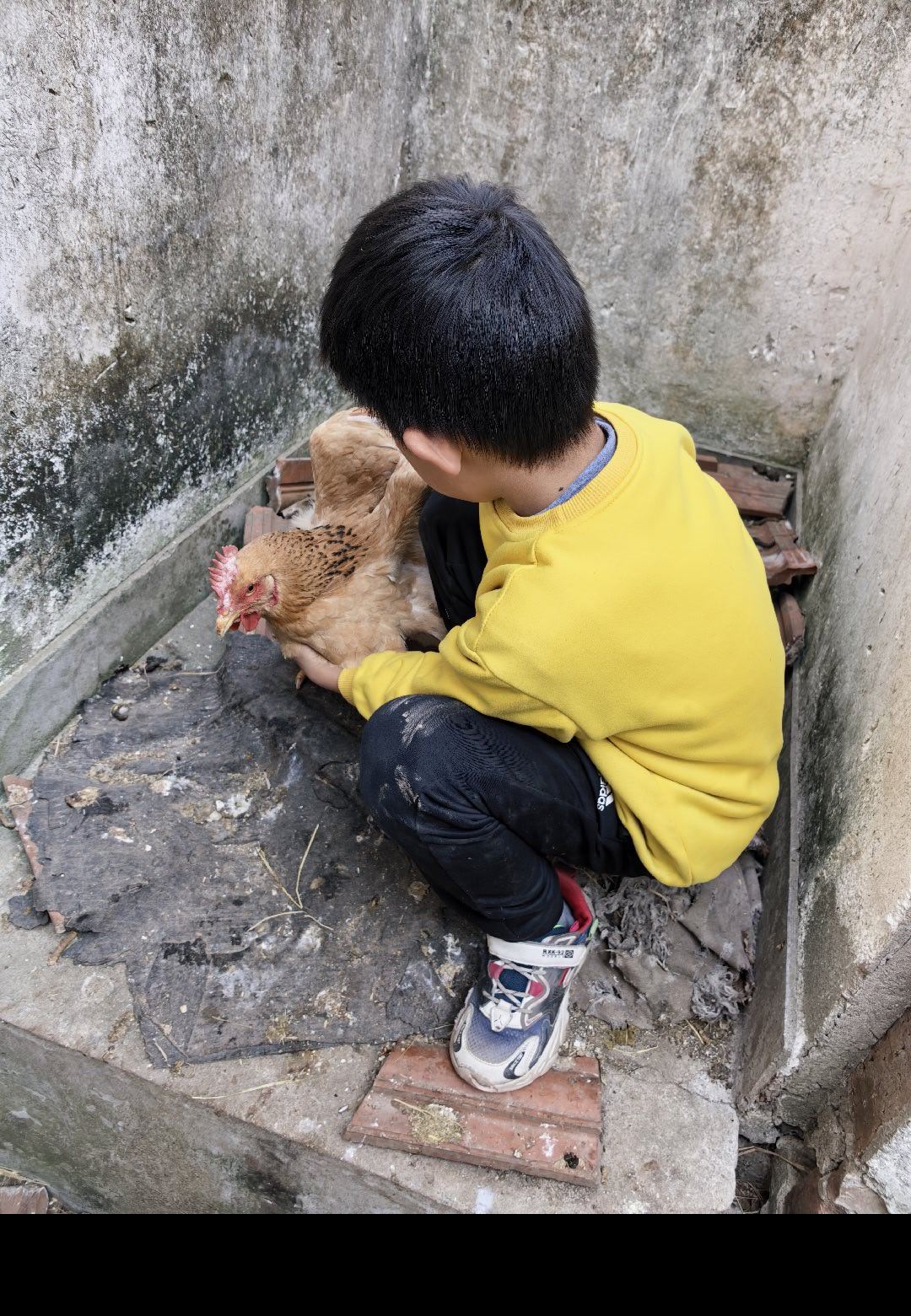这鸡他奶奶养了给两个孙子吃的