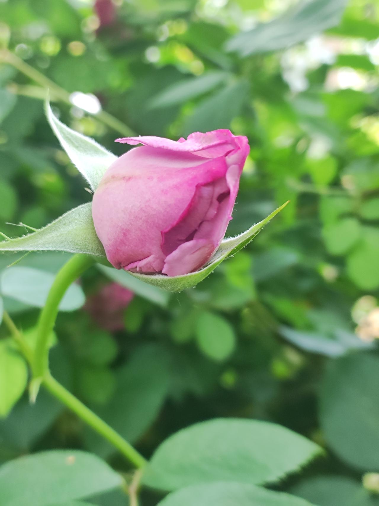 紫色月季，好香。军区南院马路边，有一条长长的镂空围墙，爬满了各色月季，其中最