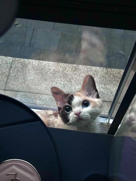 雨天小猫☔️