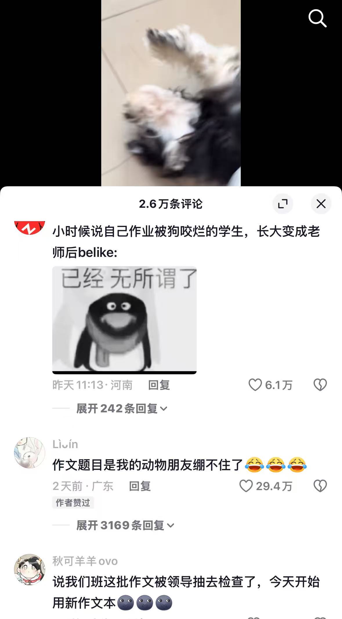 学生的作业竟然真的被狗撕碎了！心疼又好笑
