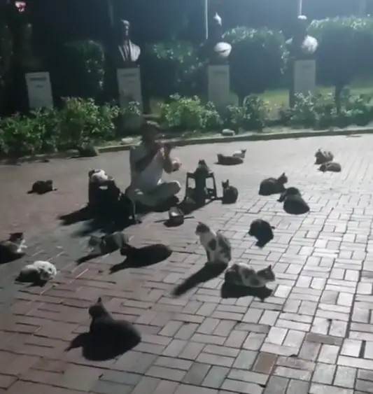 男子深夜吹笛子，身边围了一群猫[笑着哭]有网友拍到有趣的一幕：一男子深夜吹笛子，身