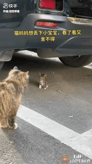 泪目了，一只流浪猫举步维艰生活着，后来它怀孕生子了，这样一来更加艰难了，本身因为