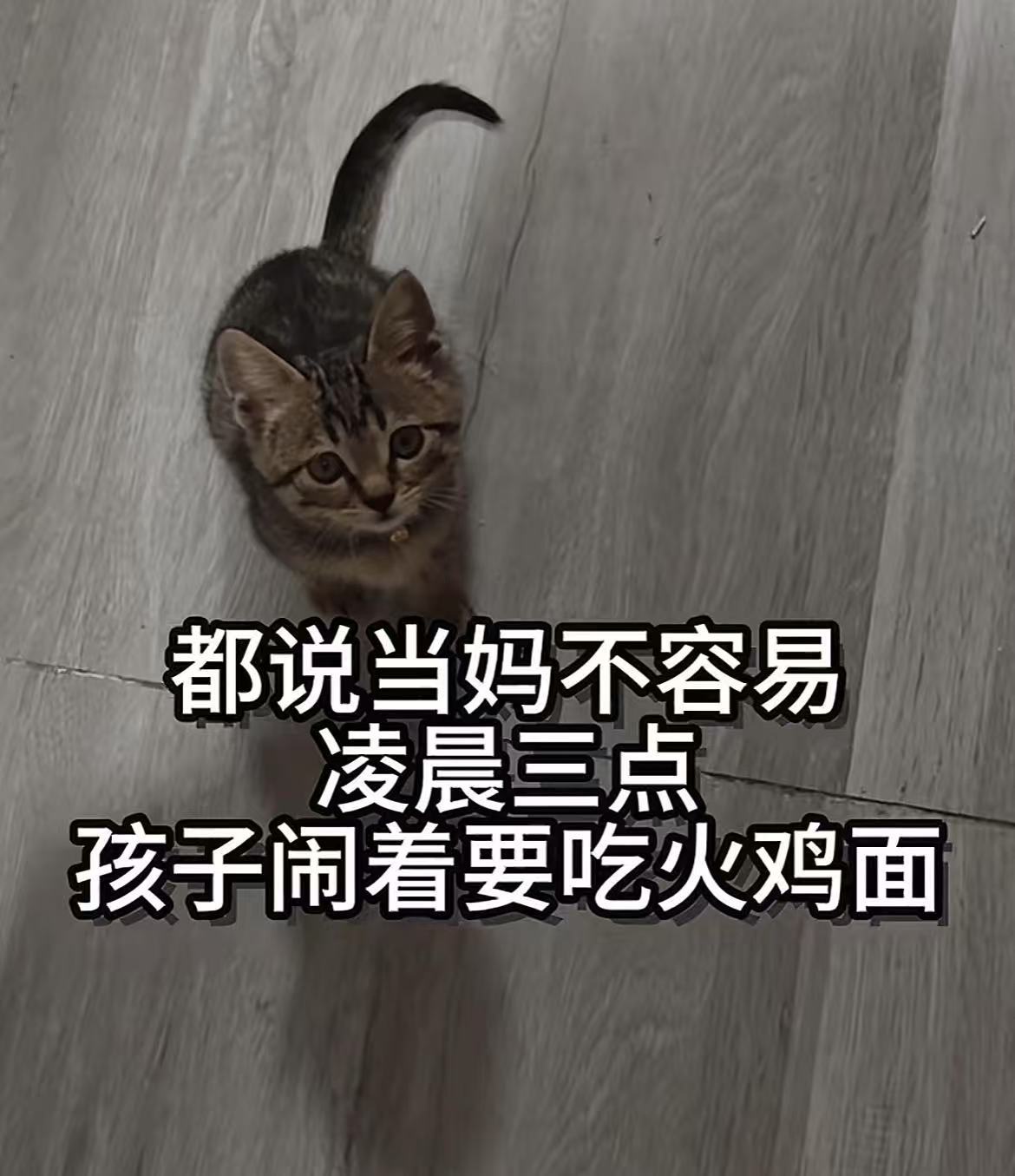 给这位胃大的一位母亲点赞🤣👌猫：请苍天辩忠奸