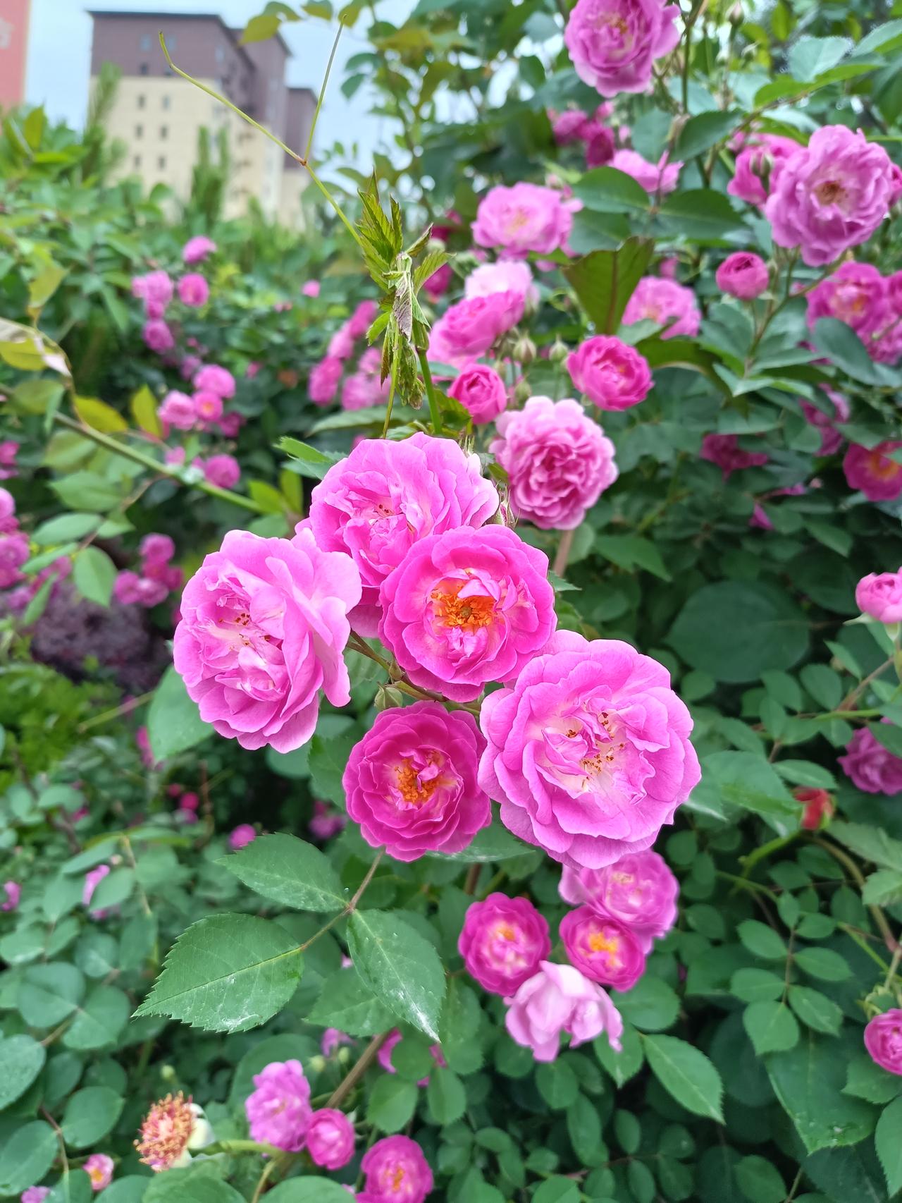 好美哦！盛开的蔷薇，花香浓郁，形色香俱佳，赏心悦目，是暮春一道美丽的风景。