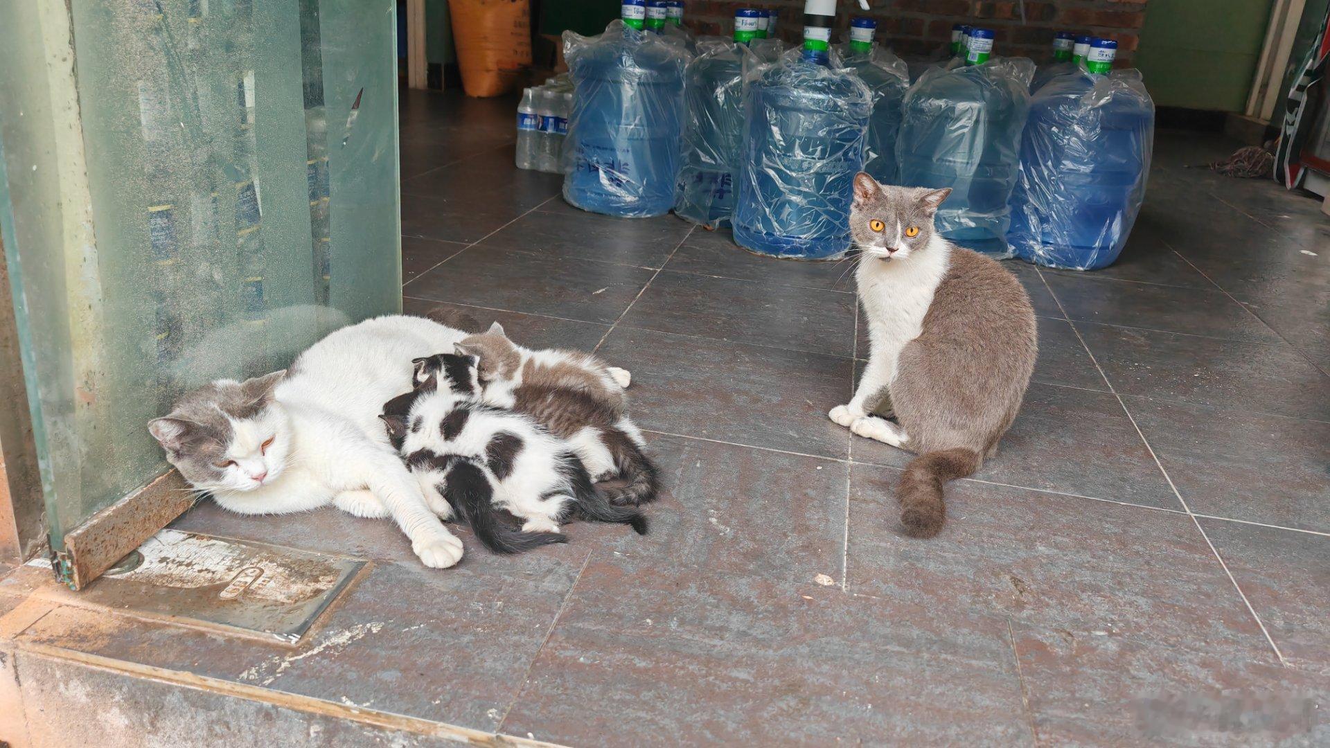 老爸是灰的，老妈也是灰的，小猫会出现黑的吗？隐性遗传？[？？？]​​​